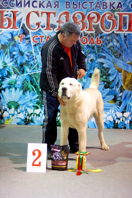 Выставка собак в Ставрополе_2