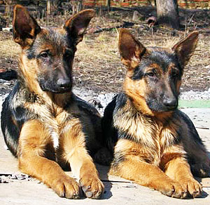 клички собак немецкой овчарки