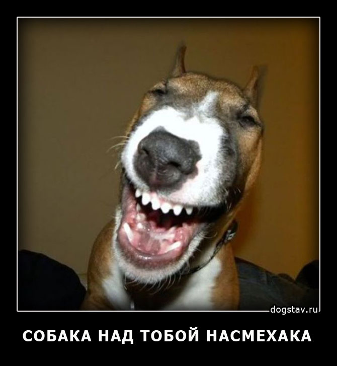 фото смешных собак кусак очаровак