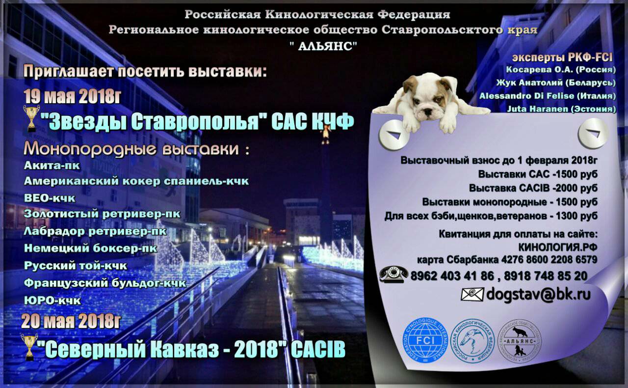 выставка собак выставка собак в ставрополе