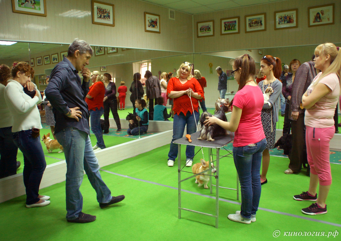 подготовка собак в международной выставке в Ставрополе 