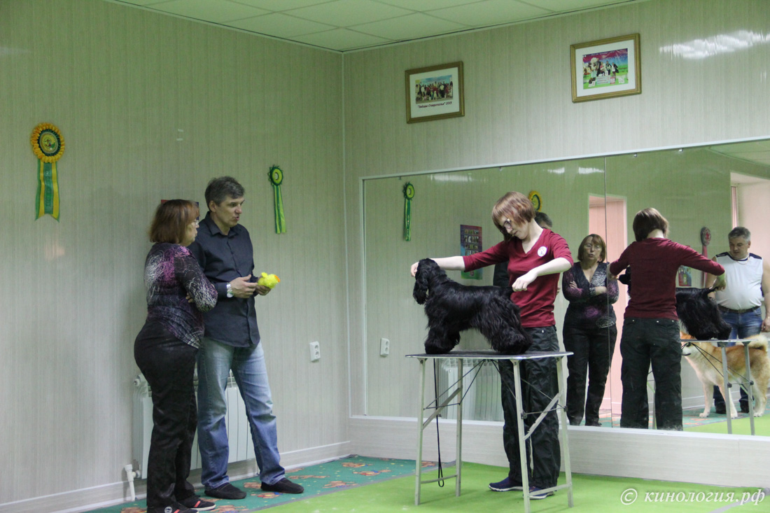 выставочная подготовка собак в Ставрополе