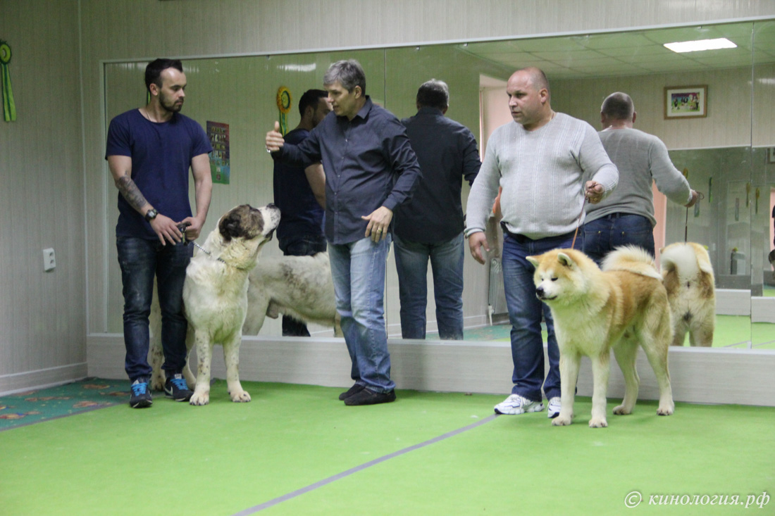 подготовка собак в международной выставке в Ставрополе 