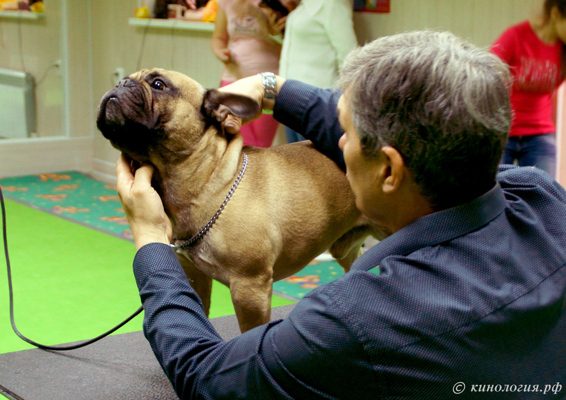 занятия по хендлигу подготовка собаки к выставке в Ставрополе хендлинг зал