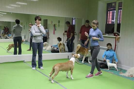 мастер-класс хендинг собак  выставочный подготовка