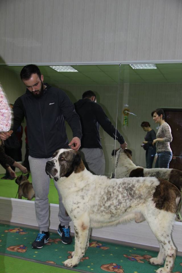 фото хендинг собак подготовка к выставке
