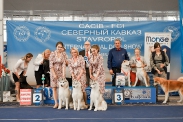  Международная выставка собак 