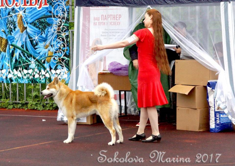 монопородная выставка Акита-Ину_2