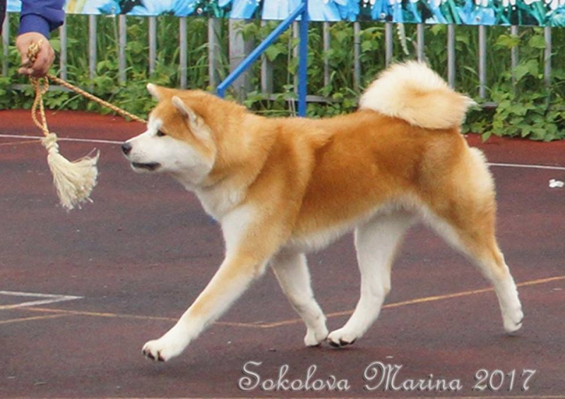 монопородная выставка Акита-Ину_5