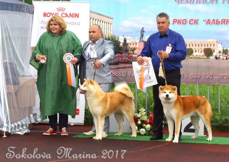 монопородная выставка Акита-Ину_2