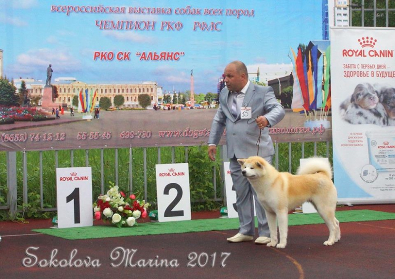 монопородная выставка Акита-Ину_10