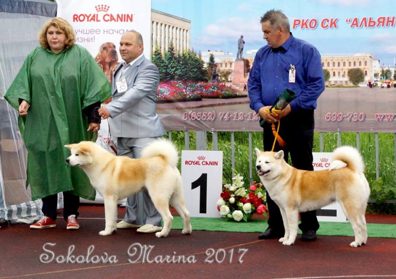 монопородная выставка Акита-Ину_3