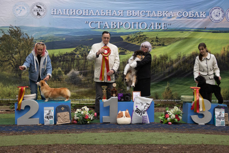 14 мая выставка САС ЧФ - 