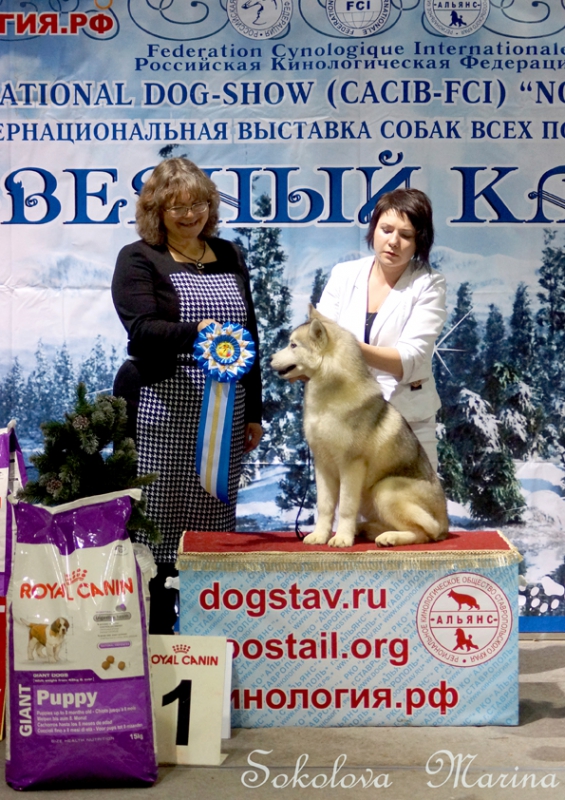  младший ЮХ, юниоры, щенки,  питомники,  гордость России, ветераны._4
