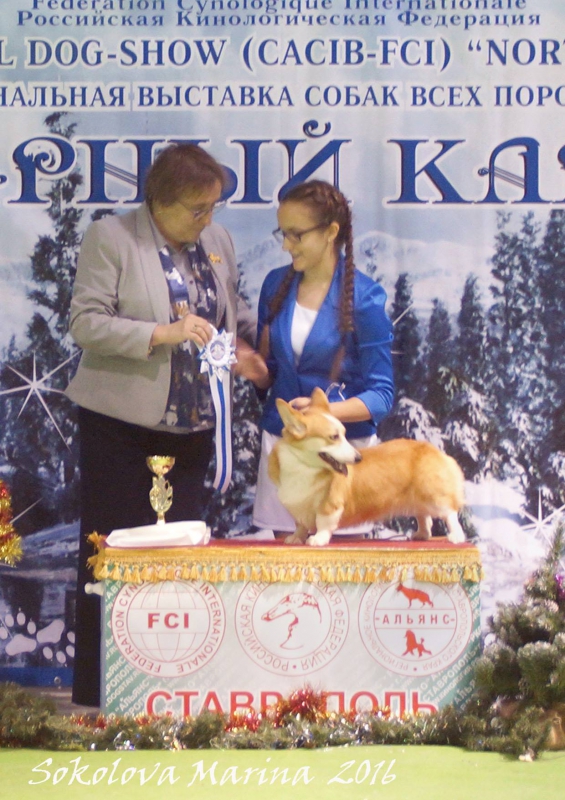 Конкурс Юный хендлер_7