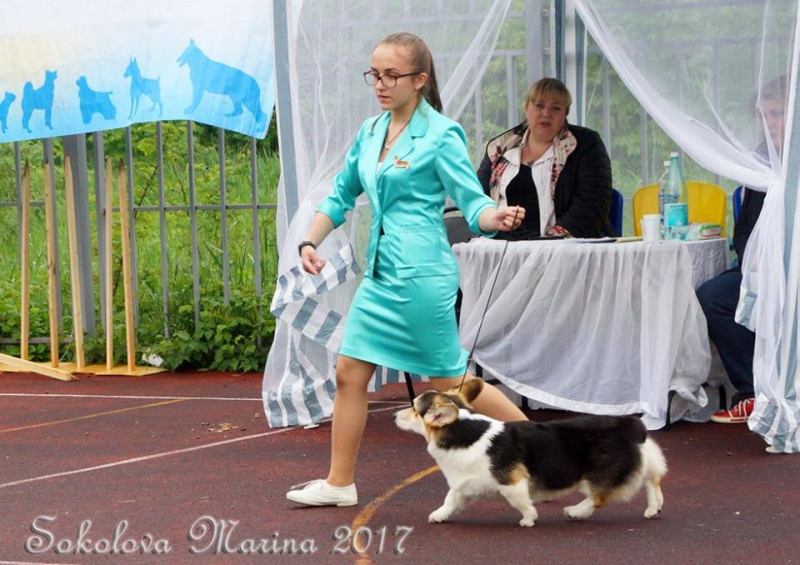 конкурс ЮНЫЙ ХЕНДЛЕР_5