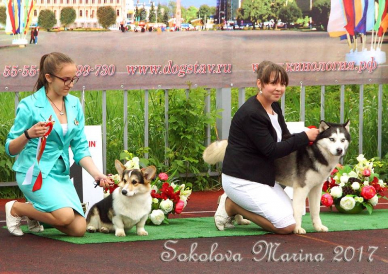 конкурс ЮНЫЙ ХЕНДЛЕР_2