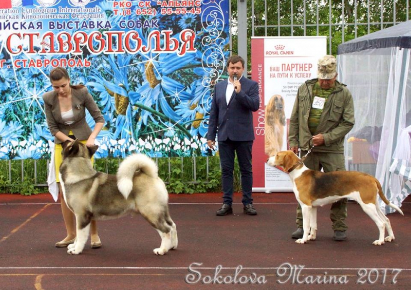 Главный БЕСТ - ЛУЧШИЕ СОБАКИ ВЫСТАВКИ!_3