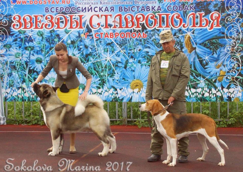 Главный БЕСТ - ЛУЧШИЕ СОБАКИ ВЫСТАВКИ!_9