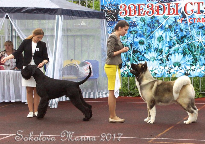 Главный БЕСТ - ЛУЧШИЕ СОБАКИ ВЫСТАВКИ!_1