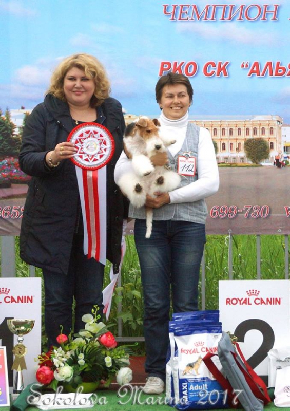Главный БЕСТ - ЛУЧШИЕ СОБАКИ ВЫСТАВКИ!_5