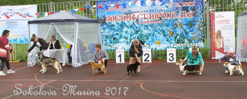 Главный БЕСТ - ЛУЧШИЕ СОБАКИ ВЫСТАВКИ!_8