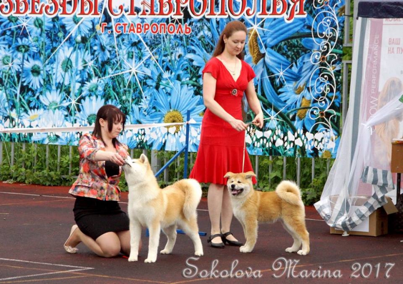 монопородная выставка Акита-Ину_8
