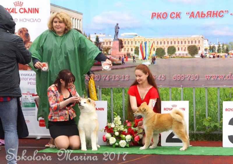 монопородная выставка Акита-Ину_1