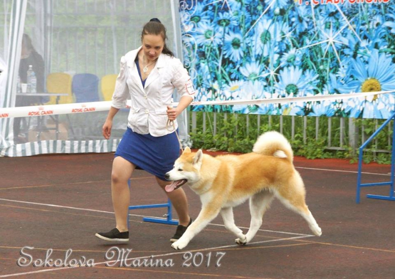 монопородная выставка Акита-Ину_3