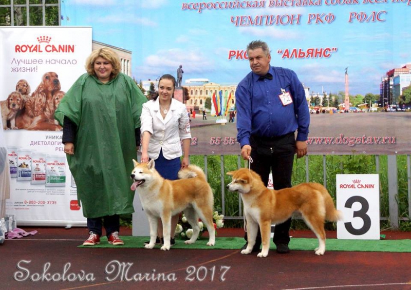 монопородная выставка Акита-Ину_8