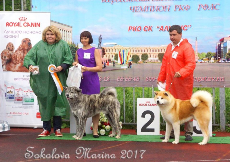 монопородная выставка Акита-Ину_9