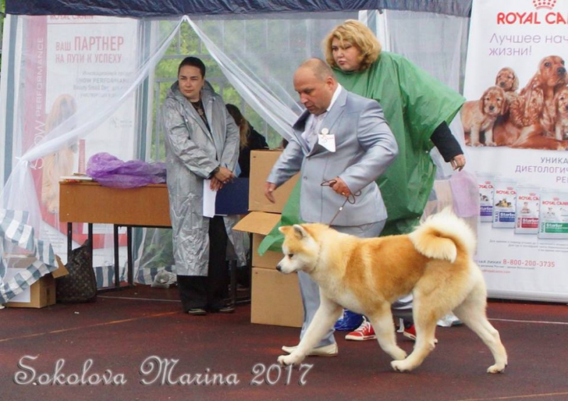 монопородная выставка Акита-Ину_6