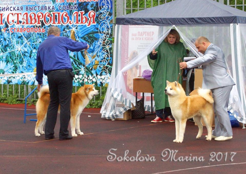 монопородная выставка Акита-Ину_8