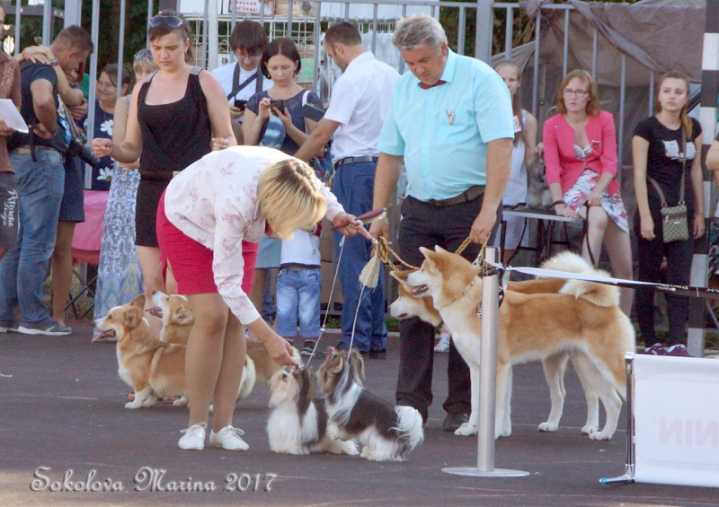 CACIB 3 сентября 2017_4