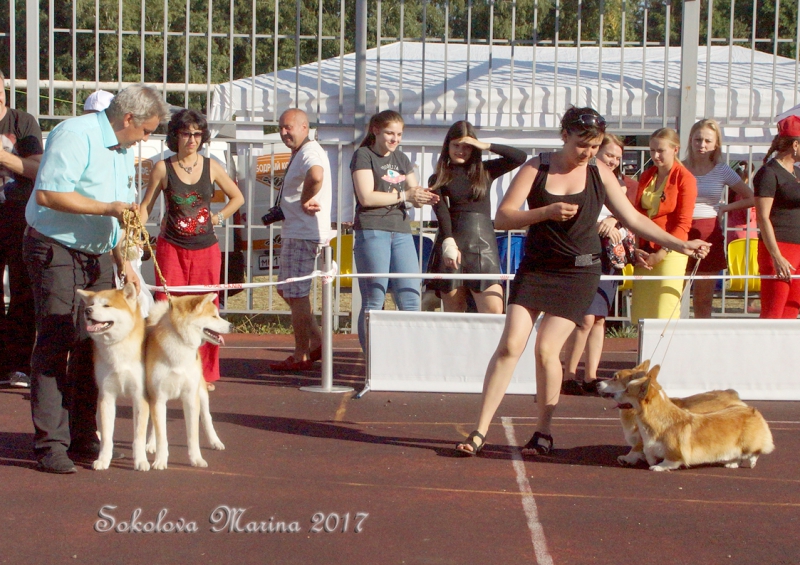 CACIB 3 сентября 2017_2