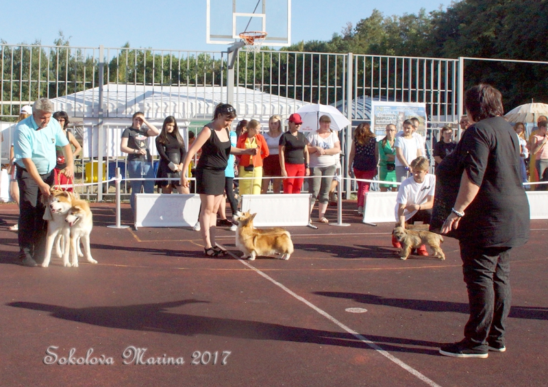 CACIB 3 сентября 2017_1