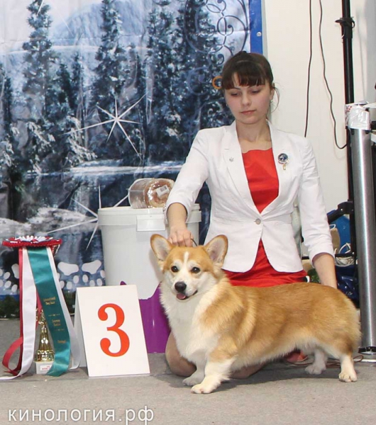 Победитель Best In Show 3 место_1