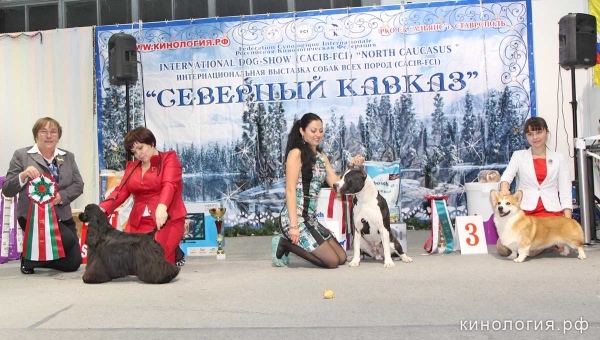 Победители Best In Show_1