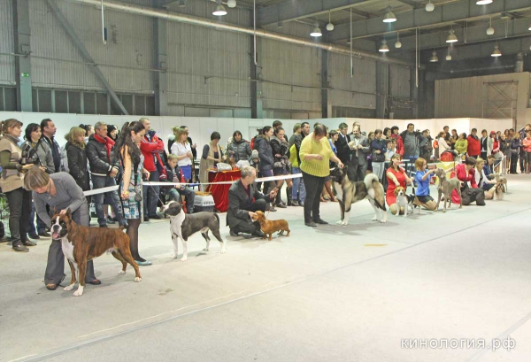 Best in Show_2