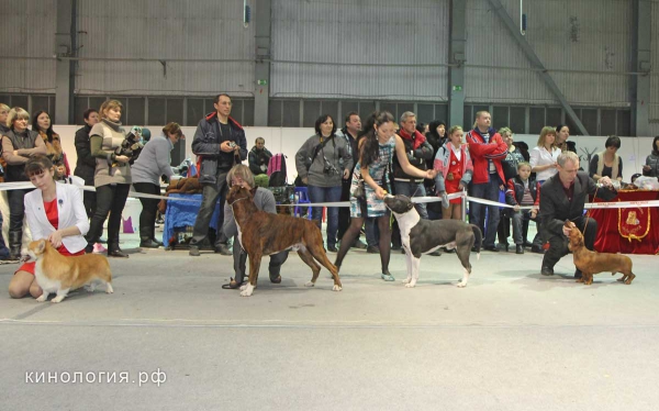 Best in Show_3