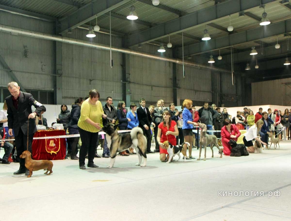 Best in Show_4