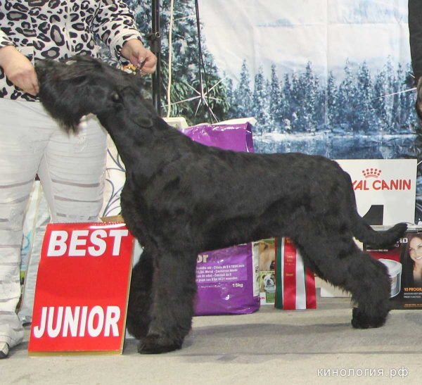 Best Junior_5