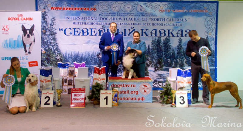  младший ЮХ, юниоры, щенки,  питомники,  гордость России, ветераны._2