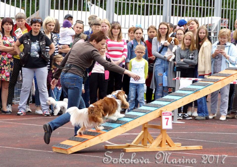 показательные выступления на выставке_3