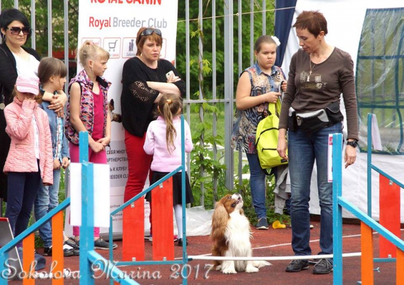 показательные выступления на выставке_5