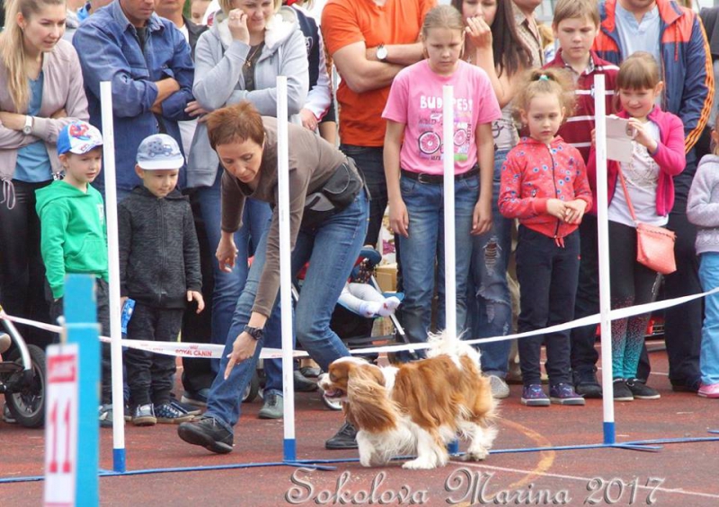 показательные выступления на выставке_8