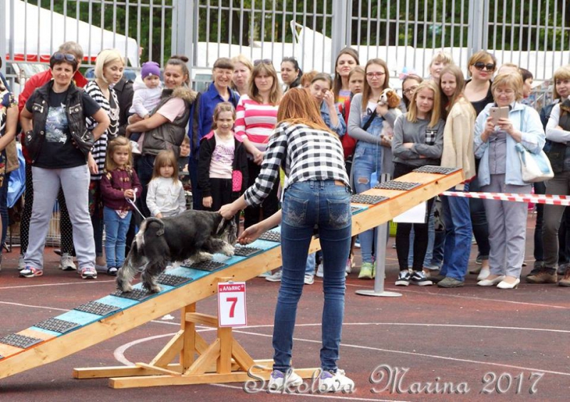 показательные выступления на выставке_2