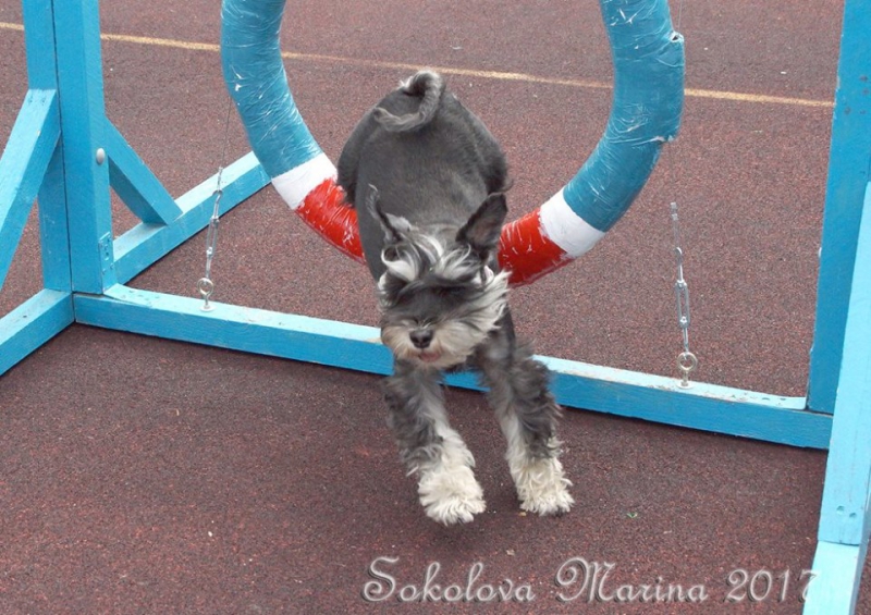 показательные выступления на выставке_3