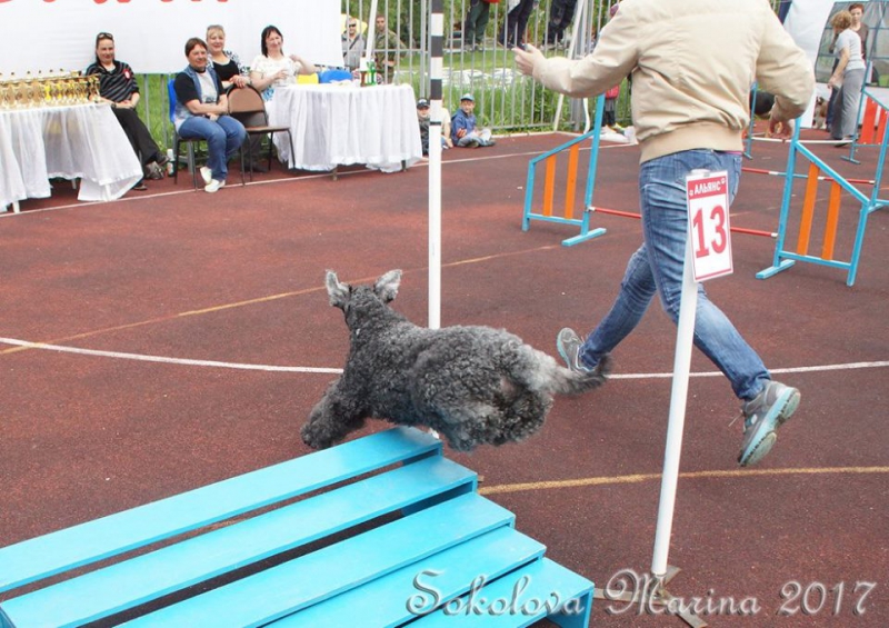 показательные выступления на выставке_7