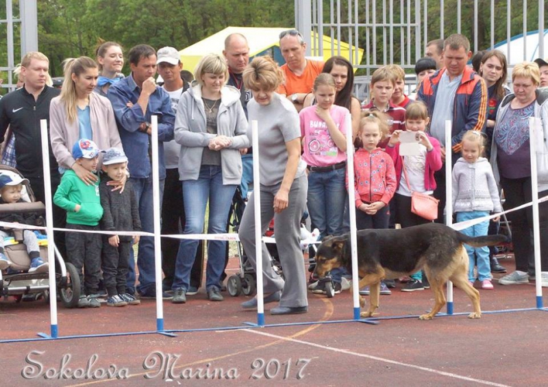 показательные выступления на выставке_9
